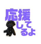 トイプードルとシーズーのMIX犬エマ第7弾（個別スタンプ：21）