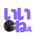 トイプードルとシーズーのMIX犬エマ第7弾（個別スタンプ：22）
