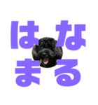 トイプードルとシーズーのMIX犬エマ第7弾（個別スタンプ：24）