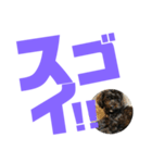 トイプードルとシーズーのMIX犬エマ第7弾（個別スタンプ：29）