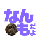 トイプードルとシーズーのMIX犬エマ第7弾（個別スタンプ：31）