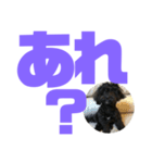 トイプードルとシーズーのMIX犬エマ第7弾（個別スタンプ：35）