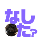 トイプードルとシーズーのMIX犬エマ第7弾（個別スタンプ：38）