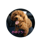 うちの愛犬♪（個別スタンプ：1）