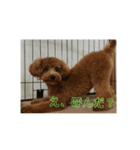 うちの愛犬♪（個別スタンプ：2）