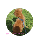 うちの愛犬♪（個別スタンプ：3）