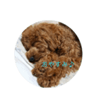 うちの愛犬♪（個別スタンプ：4）