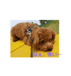 うちの愛犬♪（個別スタンプ：5）