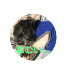 My dog stickers（個別スタンプ：1）