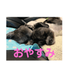 My dog stickers（個別スタンプ：2）