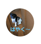 My dog stickers（個別スタンプ：3）