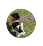 My dog stickers（個別スタンプ：4）