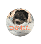My dog stickers（個別スタンプ：5）