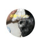 My dog stickers（個別スタンプ：6）