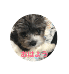 My dog stickers（個別スタンプ：7）