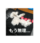 My dog stickers（個別スタンプ：9）