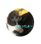 My dog stickers（個別スタンプ：10）