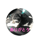 My dog stickers（個別スタンプ：11）