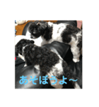 My dog stickers（個別スタンプ：12）