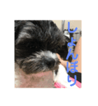 My dog stickers（個別スタンプ：13）