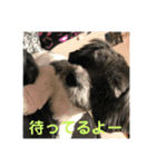 My dog stickers（個別スタンプ：14）