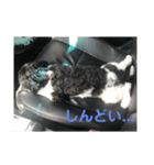 My dog stickers（個別スタンプ：15）