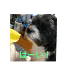 My dog stickers（個別スタンプ：16）