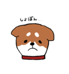 手書き柴犬スタンプ（個別スタンプ：14）