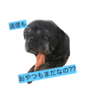 パグとペキニーズ（個別スタンプ：1）
