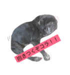 パグとペキニーズ（個別スタンプ：3）