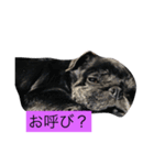 パグとペキニーズ（個別スタンプ：7）