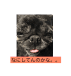 パグとペキニーズ（個別スタンプ：9）