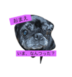 パグとペキニーズ（個別スタンプ：12）
