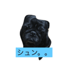 パグとペキニーズ（個別スタンプ：16）