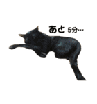 ねこ時々ちんちら（個別スタンプ：1）