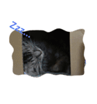 ねこ時々ちんちら（個別スタンプ：2）