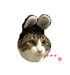 ねこ時々ちんちら（個別スタンプ：3）