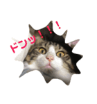 ねこ時々ちんちら（個別スタンプ：4）