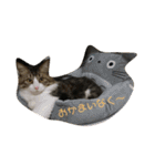 ねこ時々ちんちら（個別スタンプ：5）