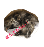 ねこ時々ちんちら（個別スタンプ：7）
