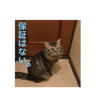 ねこ時々ちんちら（個別スタンプ：8）