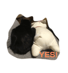 ねこ時々ちんちら（個別スタンプ：10）