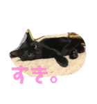 ねこ時々ちんちら（個別スタンプ：11）