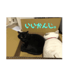 ねこ時々ちんちら（個別スタンプ：15）
