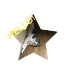 ねこ時々ちんちら（個別スタンプ：16）