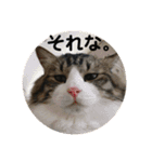 ねこ時々ちんちら（個別スタンプ：18）
