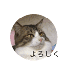 ねこ時々ちんちら（個別スタンプ：19）
