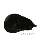 ねこ時々ちんちら（個別スタンプ：20）