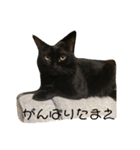 ねこ時々ちんちら（個別スタンプ：21）