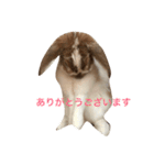 本物のウサギ120%〜丁寧語〜（個別スタンプ：1）